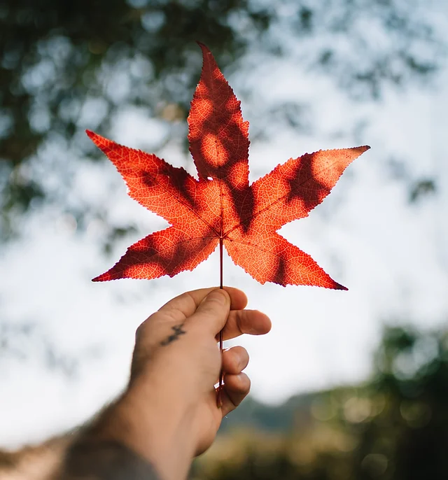 nsplsh_674c4858344167496d7a30~mv2_d_7062_3805_s_4_2