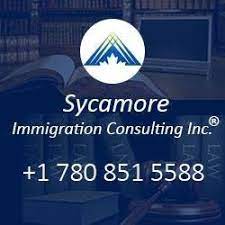 sycamore
