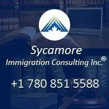 sycamore